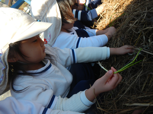 玉ねぎの苗植え・じゃがいも掘り・しいたけの収穫をしました♪_c0194485_14594835.jpg