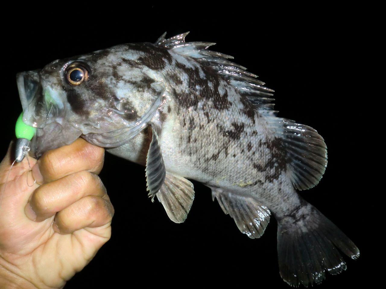 a0097491_11372735.jpg
