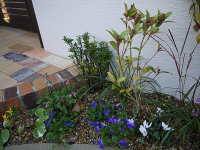 2013年 河内長野市の庭_a0233896_9544495.jpg
