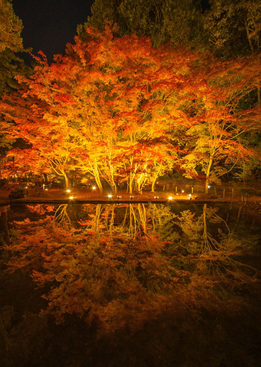 岐阜県土岐市曽木町 曽木公園 紅葉ライトアップ 13 11 16 中部地方風景写真