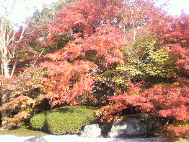 京都の紅葉\\xF9\\xEC_a0211498_1312405.jpg