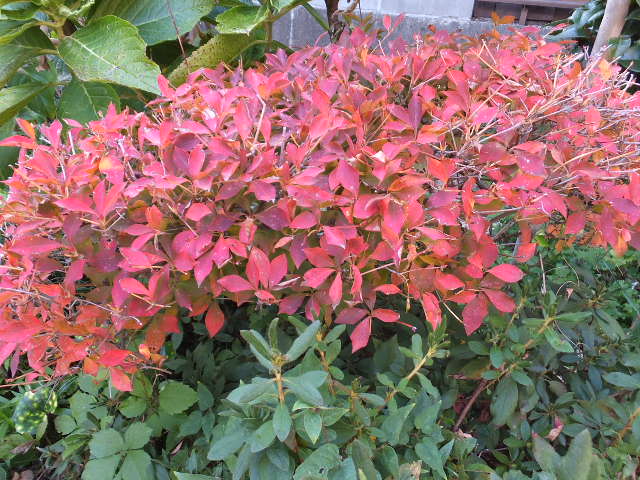 a0271502_15243837.jpg