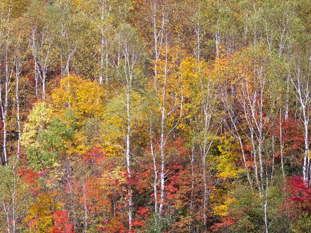 c0008502_201864.jpg