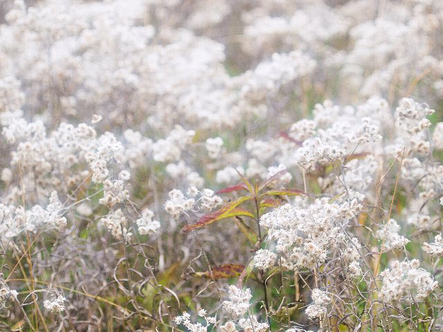 c0008502_2095517.jpg