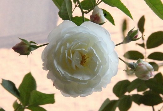 a0123003_23562334.jpg