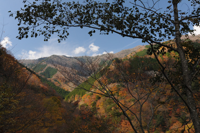 ■奈良 上北山 行者還林道・ナメコ谷：紅葉（2013.11.16）Part1_d0137504_63036.jpg