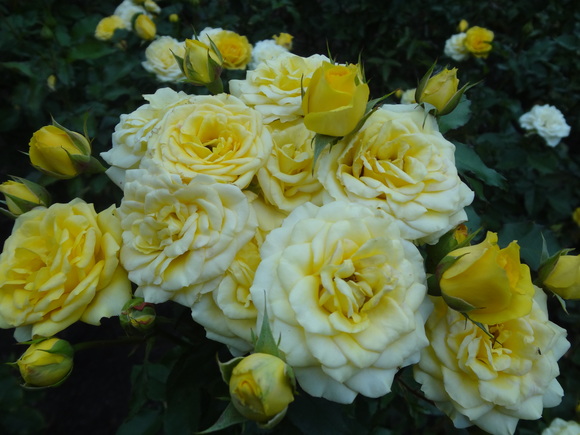 ＲＯＳＥ　ＷＡＬＫ_a0243305_1219769.jpg