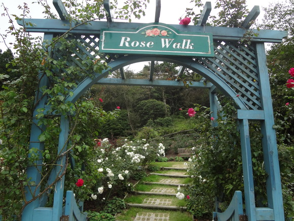 ＲＯＳＥ　ＷＡＬＫ_a0243305_12253532.jpg