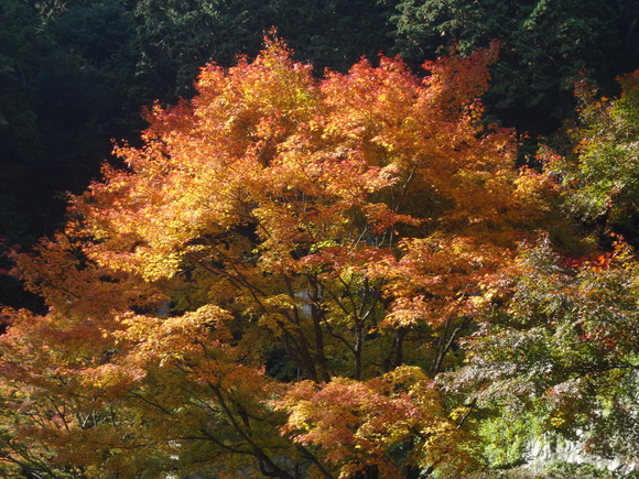 勝尾寺_a0243305_13175330.jpg