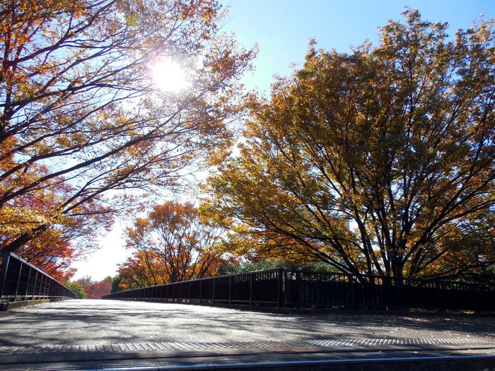 東京 代々木公園の紅葉_d0116009_7334226.jpg