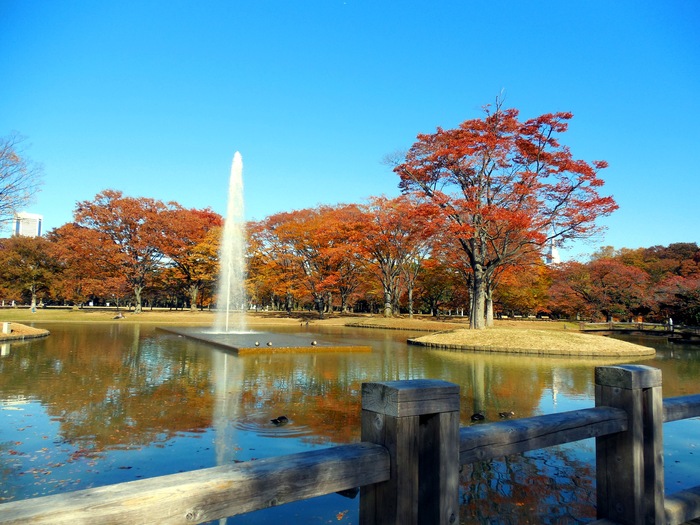 東京 代々木公園の紅葉_d0116009_736985.jpg