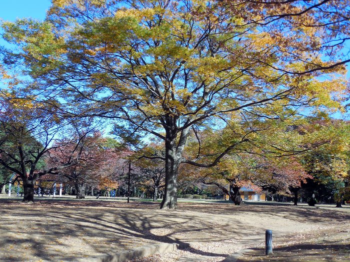 東京 代々木公園の紅葉_d0116009_73967.jpg