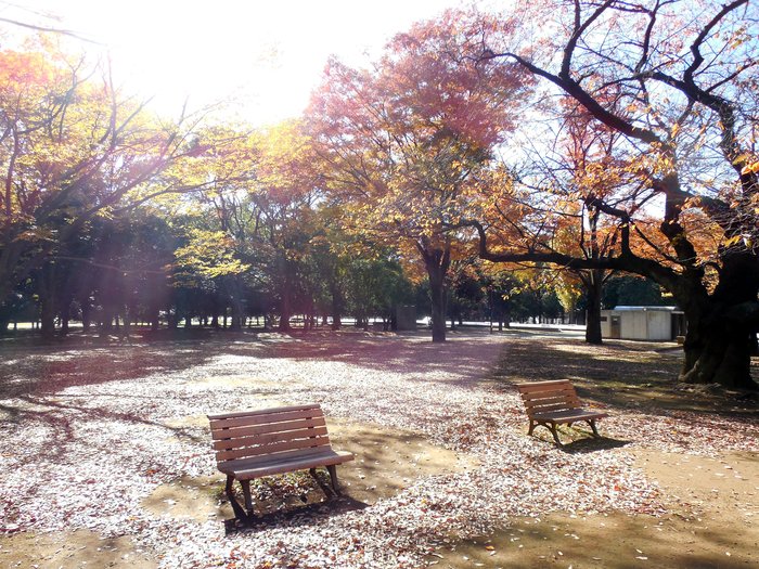 東京 代々木公園の紅葉_d0116009_7401449.jpg