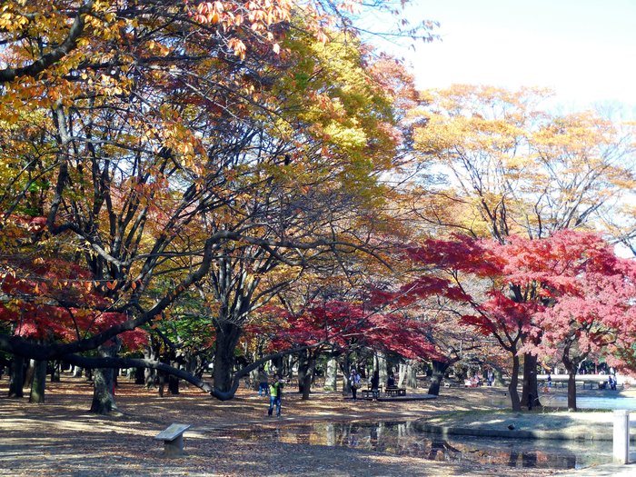 東京 代々木公園の紅葉_d0116009_741412.jpg
