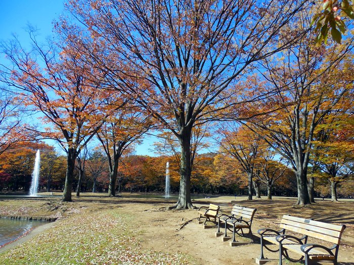 東京 代々木公園の紅葉_d0116009_7565848.jpg