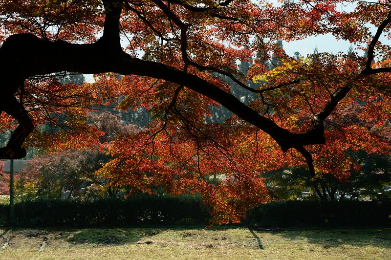 2013京都の紅葉!・内緒のお寺_f0032011_1957198.jpg