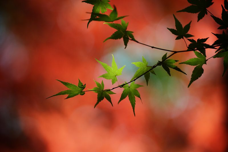 2013京都の紅葉!・内緒のお寺_f0032011_1958277.jpg