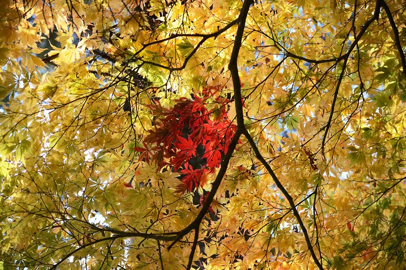 2013京都の紅葉!・内緒のお寺_f0032011_1959210.jpg