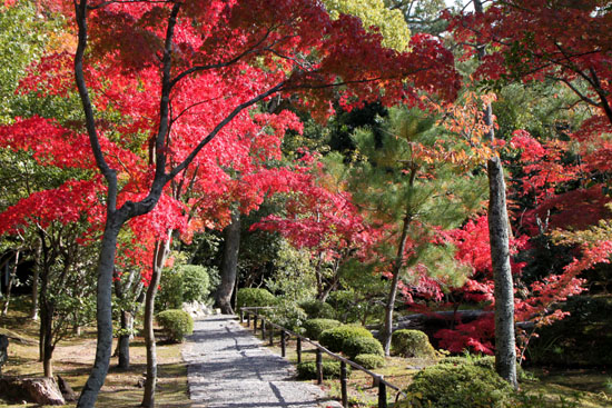 等持院 13紅葉だより34_e0048413_21472258.jpg