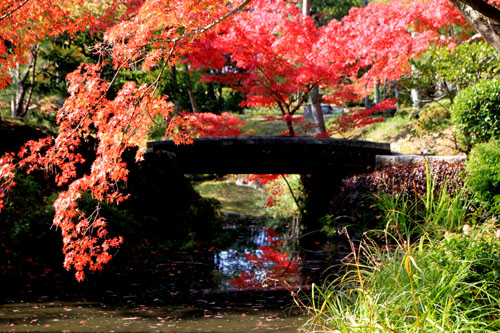 等持院 13紅葉だより34_e0048413_21475957.jpg