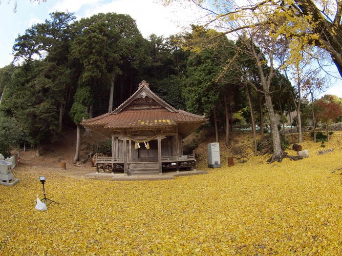 客人神社のイチョウの黄葉 １１月２１日_c0116915_0545948.jpg