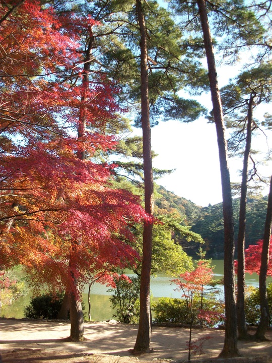 再度公園の紅葉_a0112220_11345175.jpg