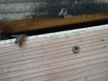f0232920_11363568.gif