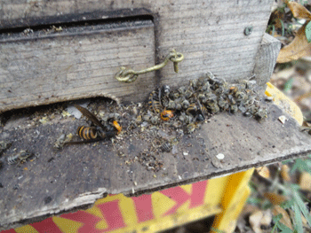 f0232920_1141228.gif