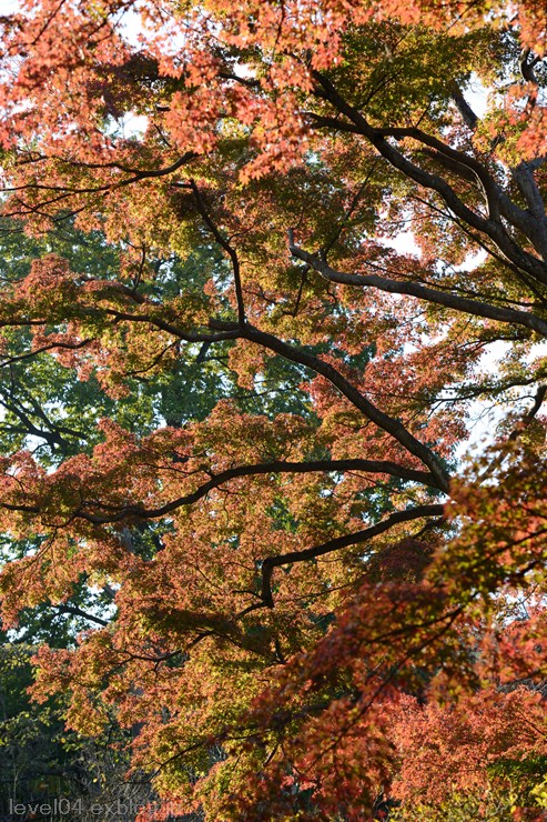 少林山達磨寺 ～紅葉～_d0319222_133228.jpg