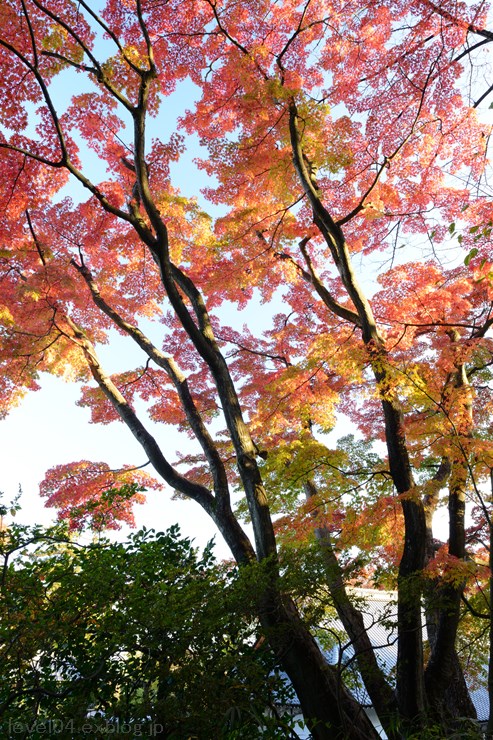 少林山達磨寺 ～紅葉～_d0319222_133316.jpg