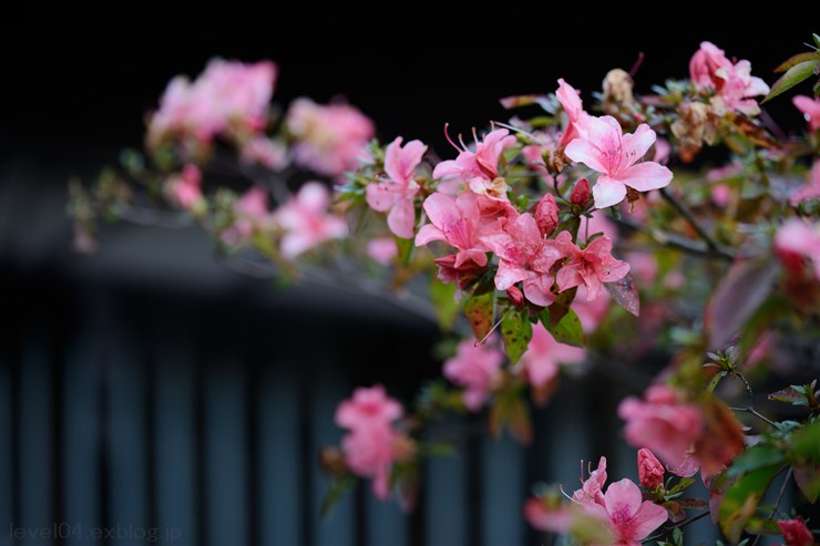 少林山達磨寺 ～紅葉～_d0319222_1335563.jpg