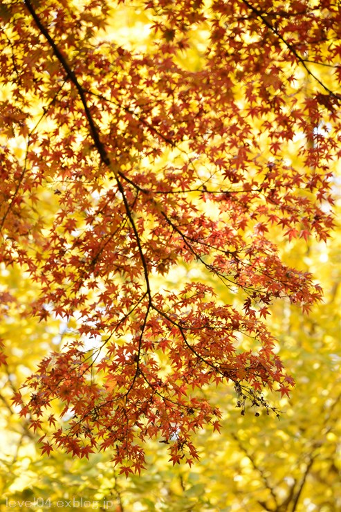 少林山達磨寺 ～紅葉～_d0319222_1335960.jpg