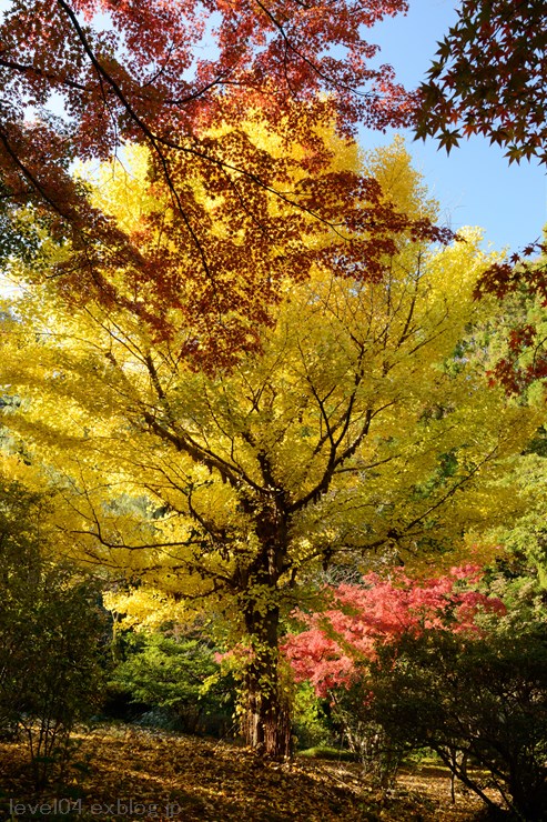 少林山達磨寺 ～紅葉～_d0319222_133626.jpg