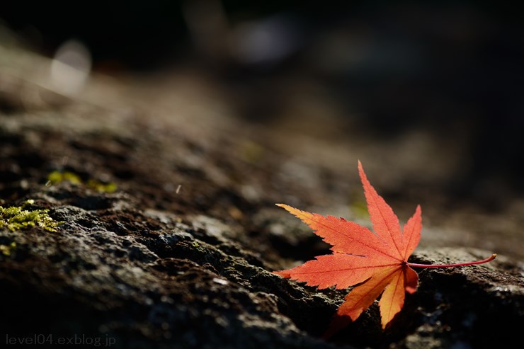 少林山達磨寺 ～紅葉～_d0319222_134896.jpg