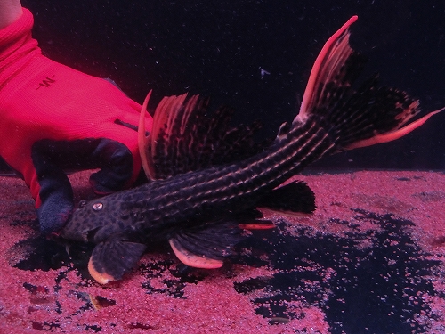 f0304633_17463654.jpg