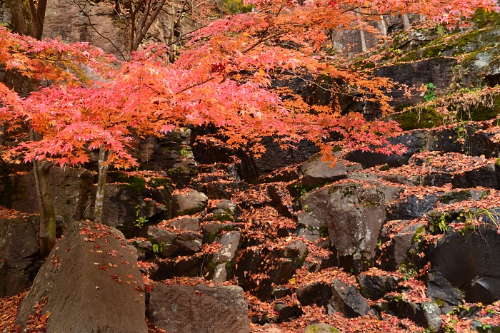 阿弥陀寺と唐沢山の黄葉_b0236334_22332161.jpg