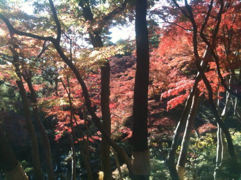 殿ヶ谷戸庭園(11月22日)_e0213636_136126.jpg