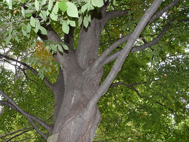 犬山毛欅 イヌブナ 今日の花