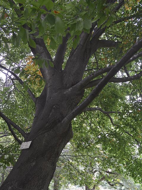 犬山毛欅 イヌブナ 今日の花