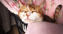 e0255638_1254322.gif