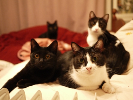 なかよしにゃん猫 らぃらぎゃぉすてぃぁらみるきぃ編。_a0143140_18494972.jpg