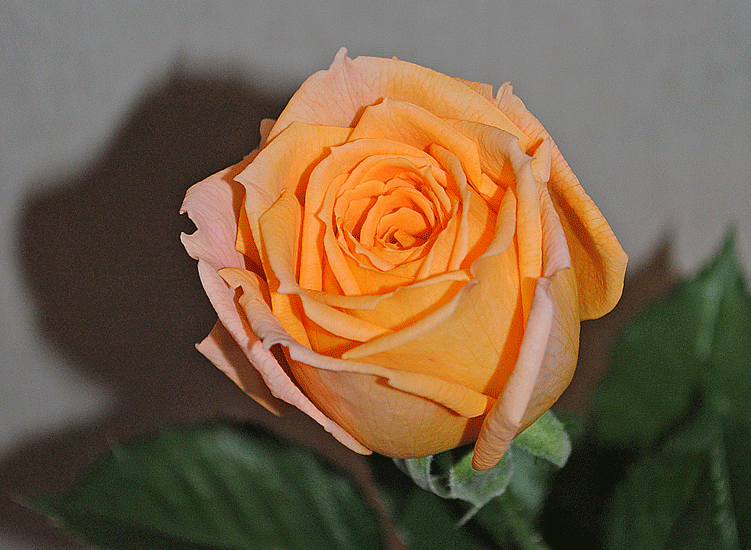 a0001354_23103647.gif