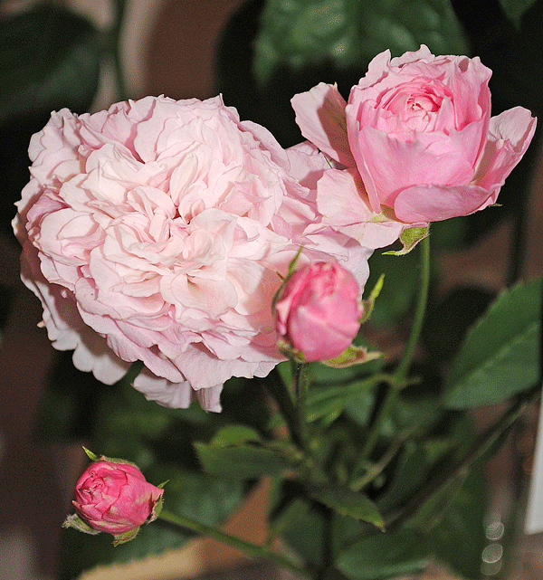 a0001354_2310883.gif