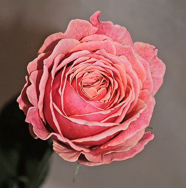 a0001354_23113256.gif