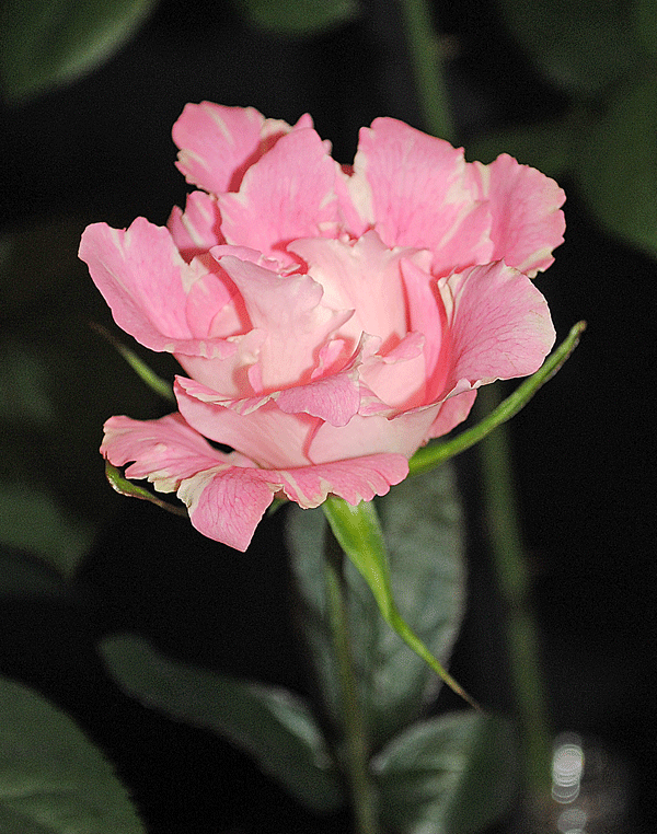 a0001354_2345683.gif