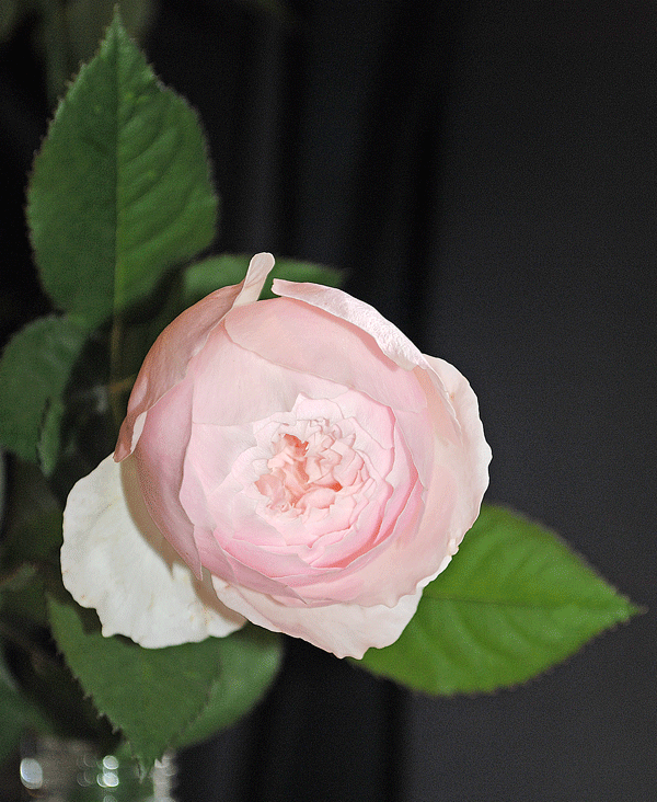 a0001354_2353383.gif