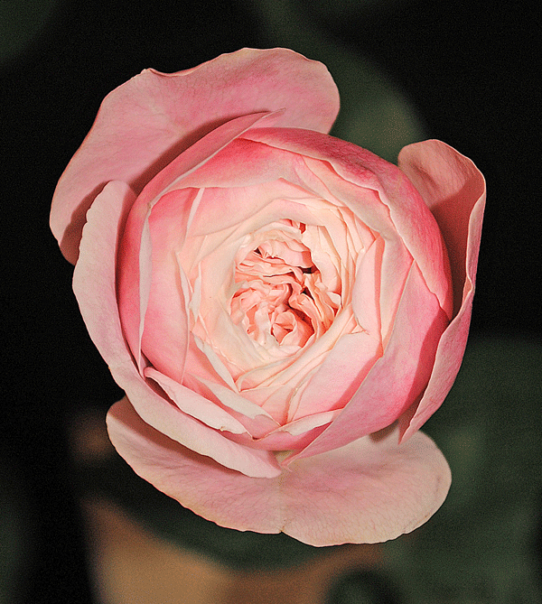 a0001354_2373148.gif
