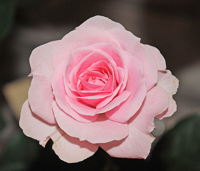 a0001354_2382759.gif