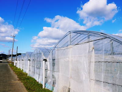 高級マスクメロン「アールスメロン」 初回出荷は12月6日(予定) 甘さと美味さを閉じ込めています!!_a0254656_17391675.jpg