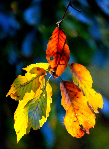 a0248459_16353480.jpg
